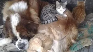 Un caine Saint Bernard devine "patul" unor pisici maidaneze in fiecare noapte FOTO