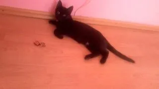 Ingrijirea pestilor de acvariu in timpul iernii