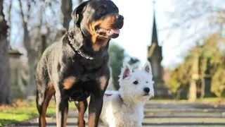 Ce obtii cand imperechezi un Westie cu un... Rottweiler? FOTO