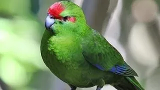 Kakariki, partea 1