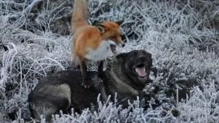 Un caine si o vulpe din Norvegia au devenit prieteni de nedespartit! FOTO
