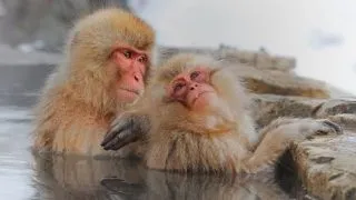 Top 5 animale cu abilitati uimitoare de a combate frigul