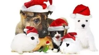 Cadouri de Craciun pentru animalele de companie