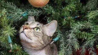 Plante de sarbatori toxice pentru animalele de companie