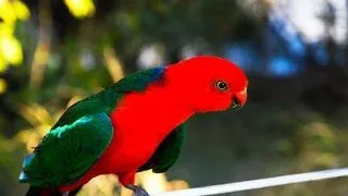 Regele papagal (Alisterus s. scapularis),partea 1