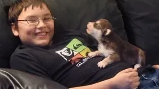 Un puiut adorabil de husky invata sa urle. Iata rezultatul! VIDEO