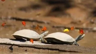 Top 6 cele mai interesante descoperiri din lumea animalelor in 2013