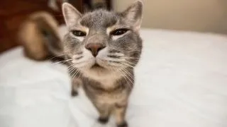Top 20 GIF-uri cu animalute in ipostaze haioase