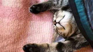 Top 16 pisicute care stapanesc la perfectie arta... somnului!