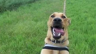Ultimul trend in lumea animalelor: pozele selfie! FOTO