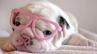 Caini absolut adorabili in 19 GIFuri