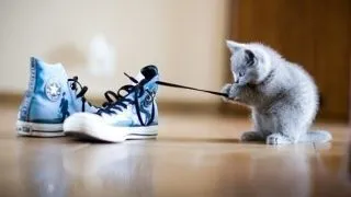 Top 23 GIF-uri cu pisicute care iti vor topi inima