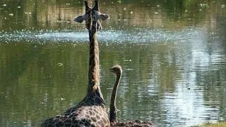 Top 6 prietenii induiosatoare din lumea animalelor