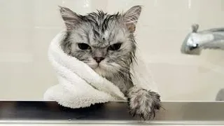 8 videoclipuri cu animalute simpatice surprinse la... imbaiat!