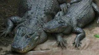 Record de vizitatori la Gradina Zoologica din Targu Mures