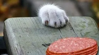 8 filmulete cu animale prinse la furat!