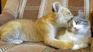 Prietenie inedita: o pisica, mama adoptiva a unui ligrisor! (FOTO)