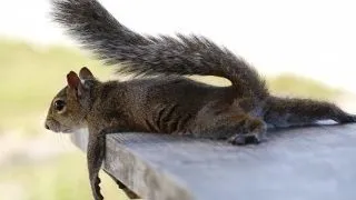 13 poze haioase cu animale surprinse in situatii-limita