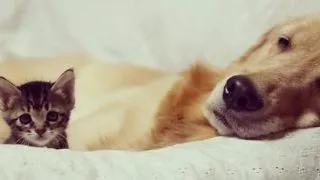 Prietenie fara granite: un Golden Retriever a adoptat un pui de... pisica! FOTO