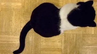 Ce mesaje ascunse iti transmite coada pisicii tale. Invata sa le decodifici!