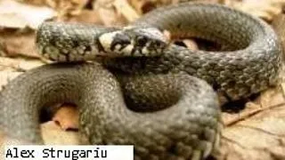Sarpele de casa - Natrix natrix
