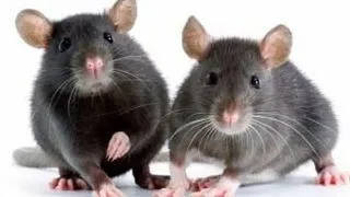 Top 5 animale care dauneaza mediului inconjurator