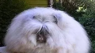 Iepurele de Angora