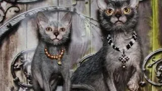 Felina-varcolac Lykoi, o noua rasa de pisici