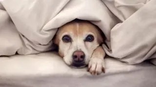 Ipostaze cu caini adorabili