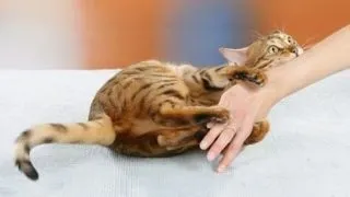 Ai o pisicuta agresiva? Muscaturile ei sunt mai periculoase decat credeai!