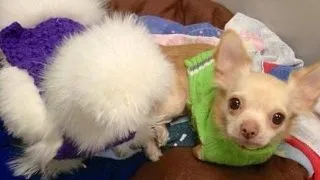 Prietenie emotionanta intre o gainusa pufoasa si un chihuahua cu doar doua picioare FOTO