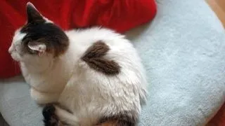 Feline sagetate de Cupion: 7 fotografii cu pisicute cu tatuaje in forma de inimioara