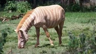 Animale cu mutatii de culoare