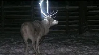 Reni cu puteri speciale? Iata de ce lumineaza coarnele renilor din Laponia!