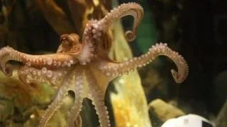 Caracatita, animal de companie