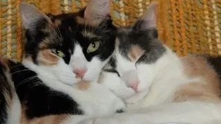 Pisicile Calico detin arma secreta impotriva obezitatii!