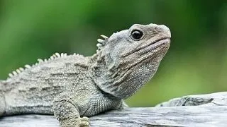 Top 7 cele mai longevive animale din lume