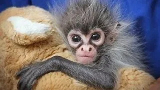 Top 7 primate adorabile cu cele mai expresive chipuri!