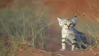 Animale care se simt in desert ca in paradis