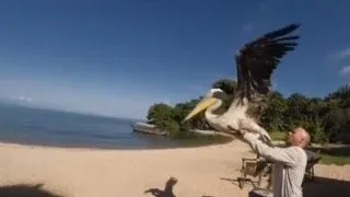 Un pui de pelican invata sa zboare. Primul zbor, surprins intr-un video emotionant