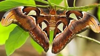 Top 6 cele mai mari insecte din lume