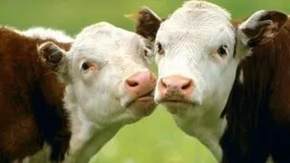 Top 14 curiozitati absolut adorabile din lumea animalelor