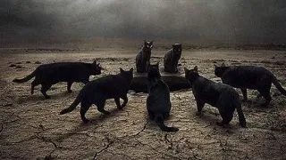 O fotografa din Ungaria ajuta intr-un mod inedit animalele abandonate sa isi gaseasca stapan FOTO
