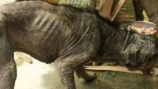 Un caine abandonat pe strazile Taiwanului a primit o sansa la o noua viata. Iata transformarea incredibila!