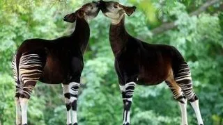 Top 5 animale care s-au adaptat in mod inedit la mediu