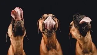 O fotografa din Germania isi surprinde cainii in ipostaze jucause si emotionante FOTO