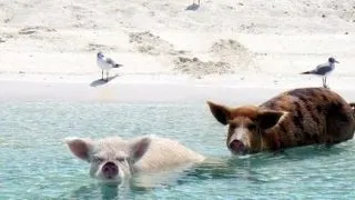 Pig Island, insula din Bahamas unde porcusorii sa balacesc in voie