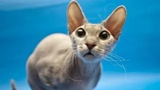 4 ponturi utile pentru a-ti ingriji pisica Sphynx