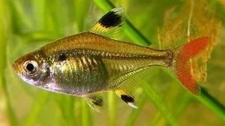 8 curiozitati despre pestii Tetra X-ray