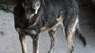 Cum sa alegeti pestii de acvariu - Initiere pentru incepatori